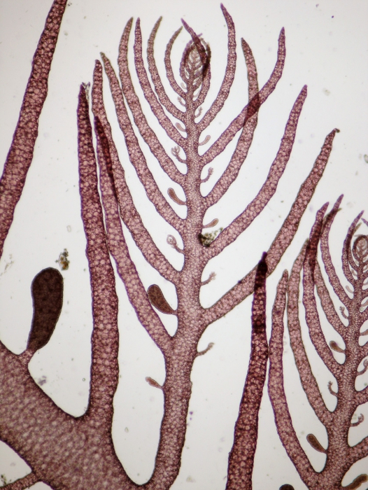 Bonnemaisonia clavata Bonnemaisonia clavata