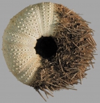 Selenechinus armatus (oral)