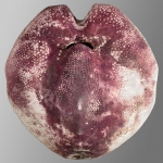 Spatangus paucituberculatus (test, oral)