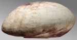 Spatangus paucituberculatus (test, lateral)