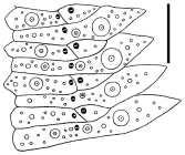 Sperosoma crassispinum (ambulacral plates)
