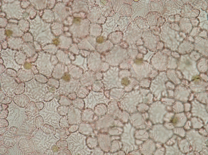 Bonnemaisonia clavata Bonnemaisonia clavata
