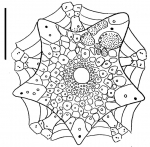 Sperosoma quincunciale (apical system)