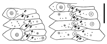 Sperosoma tristichum (ambulacral plates)