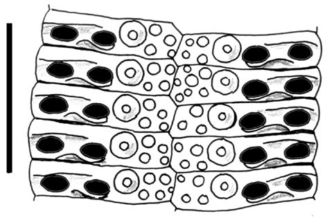 Stereocidaris alcocki (ambulacral plates)