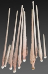 Stereocidaris alcocki (primary spines)