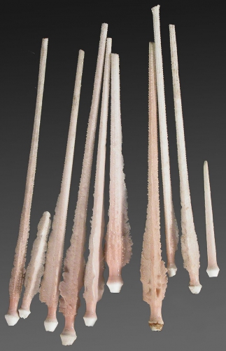 Stereocidaris alcocki (primary spines)