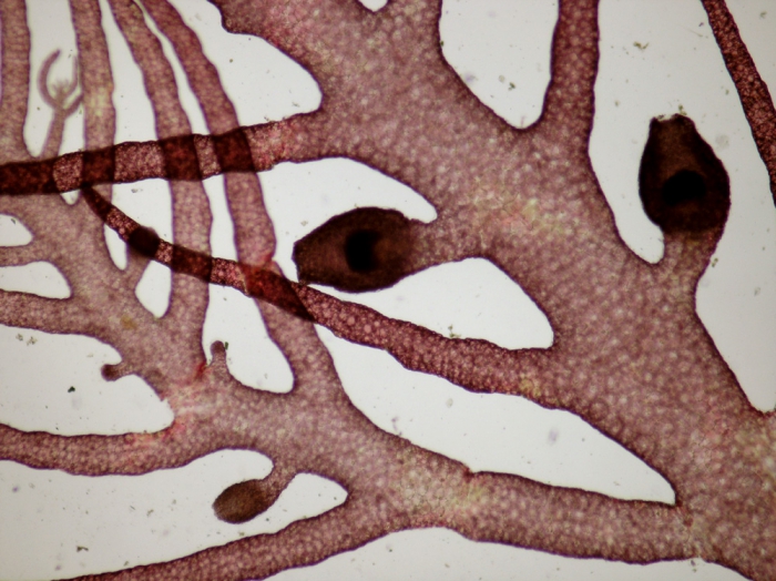 Bonnemaisonia clavata Bonnemaisonia clavata