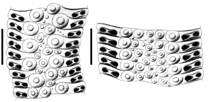 Stereocidaris grandis (ambulacral plates)