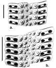 Stereocidaris granularis (ambulacral plates)