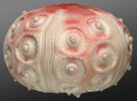 Stereocidaris granularis (lateral)