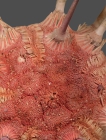 Stereocidaris granularis (aboral)