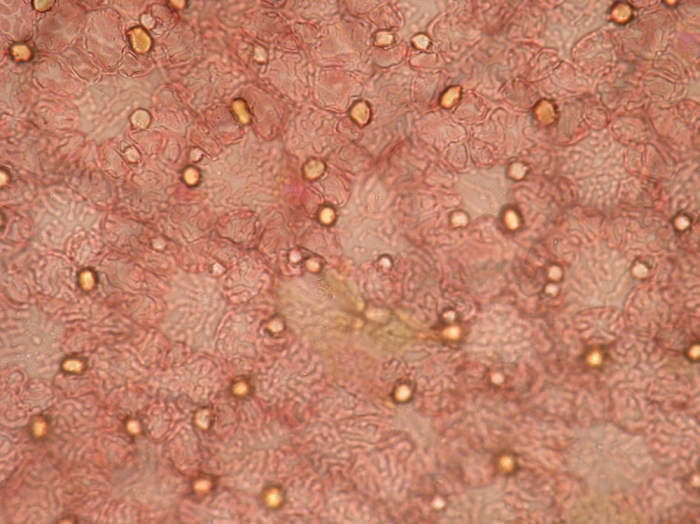 Bonnemaisonia clavata Bonnemaisonia clavata