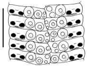 Stereocidaris hawaiiensis (ambulacral plates)