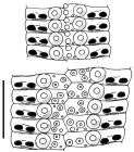 Stereocidaris leucacantha (ambulacral plates)