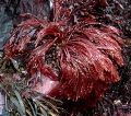 Rhodophyta (red algae)