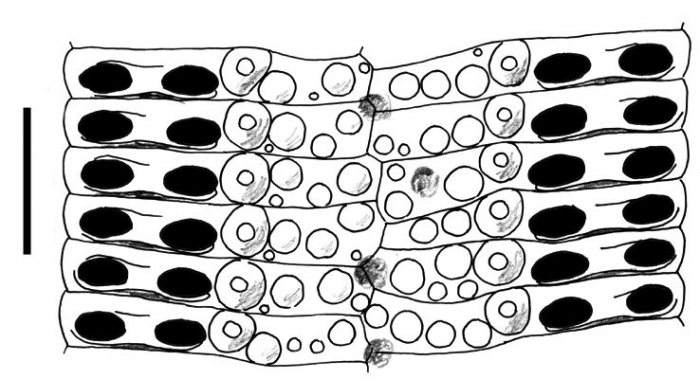 Stereocidaris stylifera (ambulacral plates)