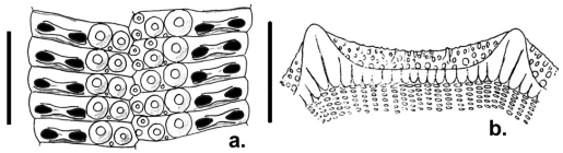 Stereocidaris sulcatispinis (ambulacral plates + spine section)