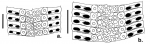 Stereocidaris tubifera (ambulacral plates)