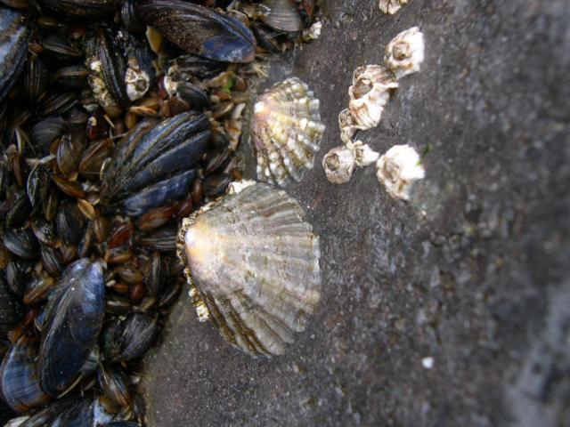 schaalhoren patella v. schaalhoren patella v.