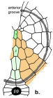 Sternopatagus sibogae (oral plate pattern)
