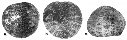 Sternopatagus sibogae (test)