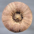 Echinodermata (echinoderms)