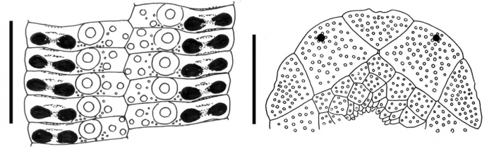 Stylocidaris albidens (ambulacral plates + apical disc)