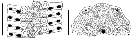 Stylocidaris amboinae (ambulacral plates + apical disc)