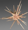 Echinodermata (echinoderms)