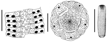 Stylocidaris bracteata  (ambularal plates, apical disc and scrobicular spine)
