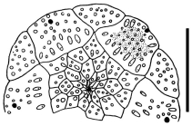 Stylocidaris calacantha (apical system)