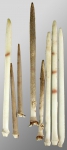 Stylocidaris conferta (primary spines)