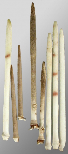 Stylocidaris conferta (primary spines)