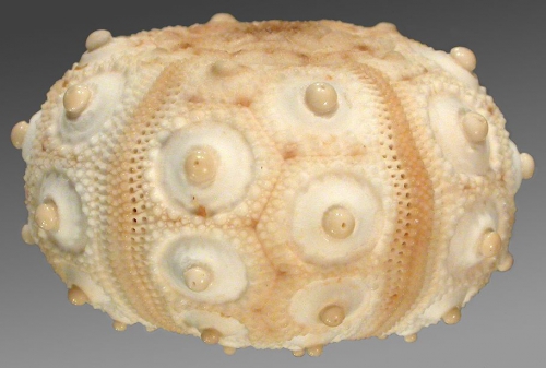 Stylocidaris conferta (lateral)