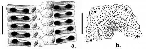 Stylocidaris laevispina (ambulacral plates + apical system)