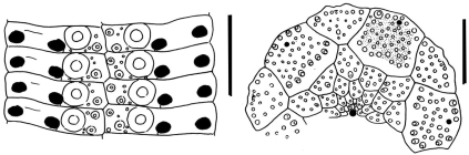Stylocidaris reini (ambulacral plates + apical disc)