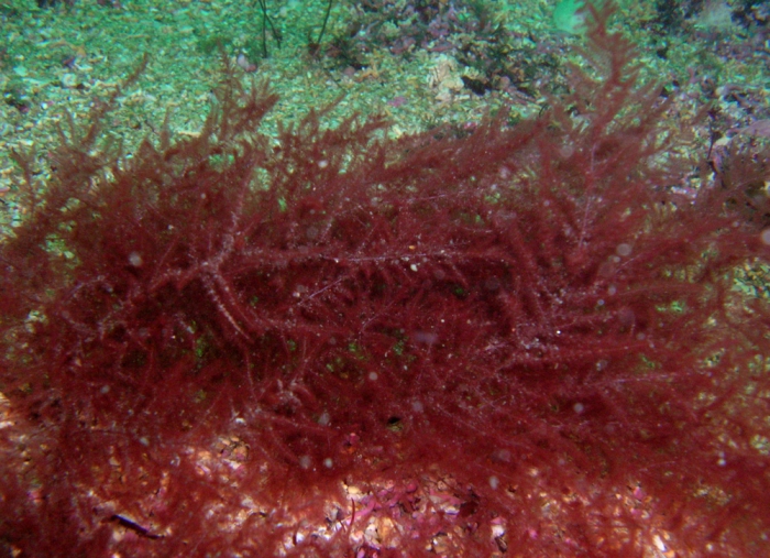 Brongniartella byssoides Brongniartella byssoides