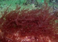 Rhodophyta (red algae)