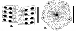 Stylocidaris tiara (ambulacral plates + apical system)