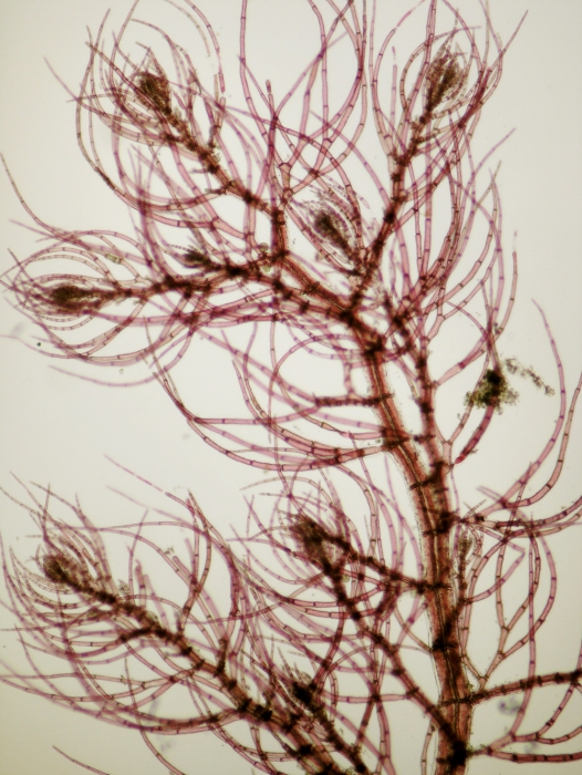 Brongniartella byssoides Brongniartella byssoides