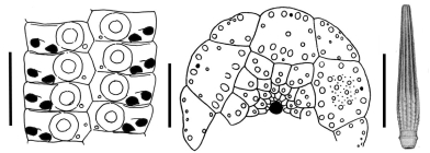 Stylocidaris fusispina (ambularal plates, apical disc and primary spine)