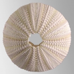 WoRMS - World Register of Marine Species - Temnopleurus alexandri