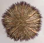 WoRMS - World Register of Marine Species - Photogallery