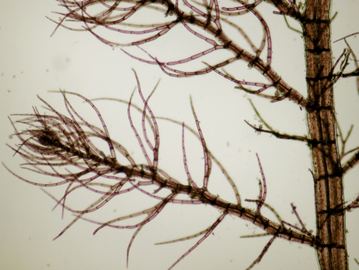 Brongniartella byssoides Brongniartella byssoides