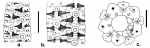 Temnopleurus apodus (coronal plates and apical disc)