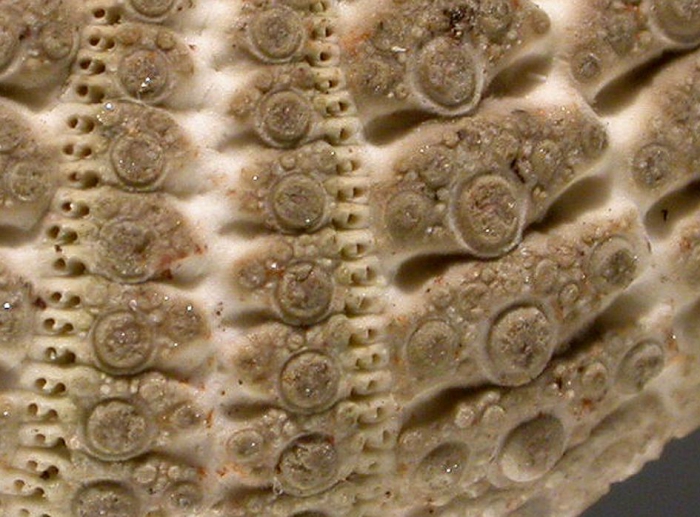 Temnopleurus hardwickii (aboral, close-up)