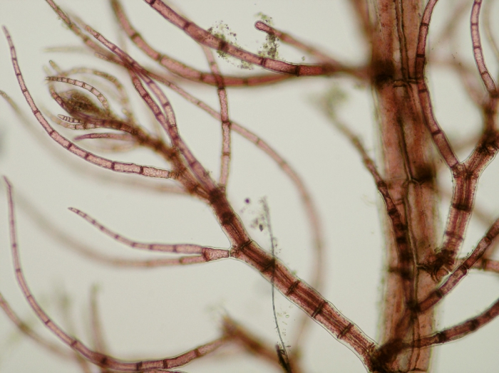 Brongniartella byssoides Brongniartella byssoides
