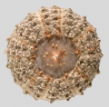 Echinodermata (echinoderms)