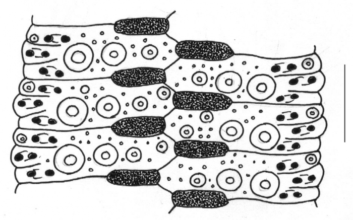 Temnotrema bothryoides (ambulacral plates)